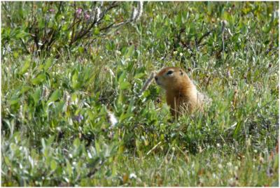 719_52_Arctic-Ground-Squirrel.jpg