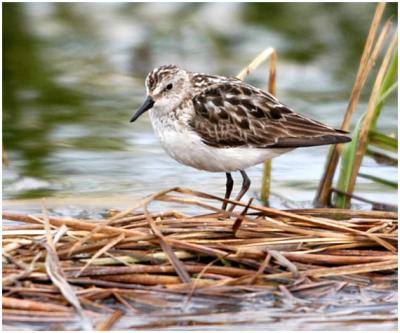 719_61_Semipalmated-Sandpiper.jpg