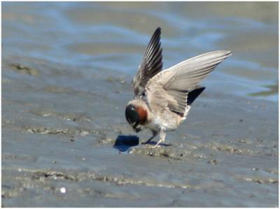 721_16_Cliff-Swallow.jpg