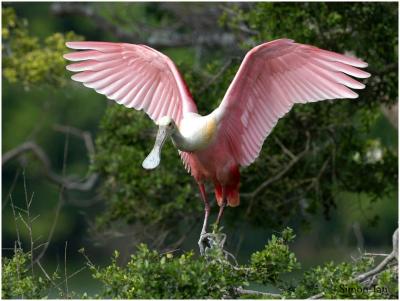 Roseate Spoonbill - Smith Oak Farm Rookery