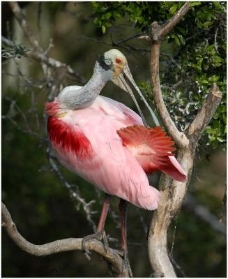 Roseate Spoonbill 15.jpg