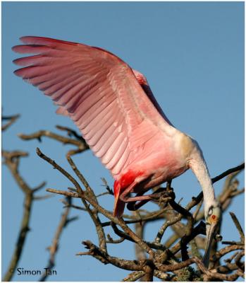 Roseate Spoonbill 27.jpg