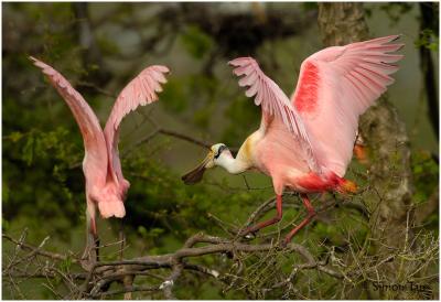 Roseate Spoonbill 33.jpg