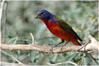Painted Buntings - South Llano River State Park, TX