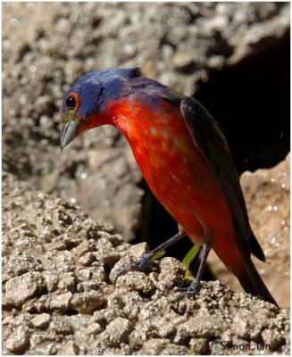 618_16 Painted Bunting.jpg