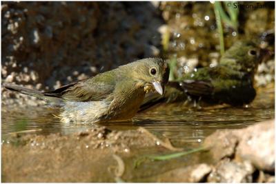 618_18 Painted Bunting.jpg