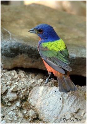 618_26 Painted Bunting.jpg