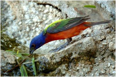 618_28 Painted Bunting.jpg