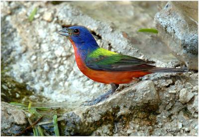 618_30 Painted Bunting.jpg