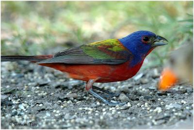 618_34 Painted Bunting.jpg