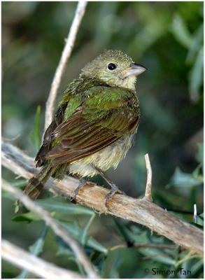 619_14 Painted Bunting.jpg