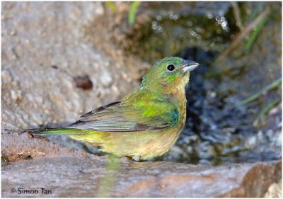 619_16 Painted Bunting.jpg