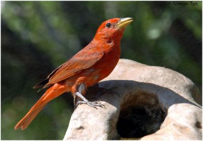 Other Birds from South Llano River State Park