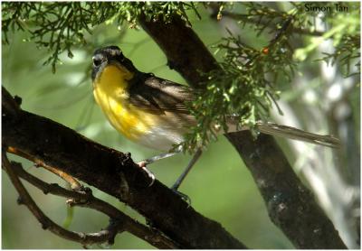 618_223 Yellow-breasted Chat.jpg
