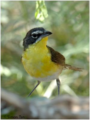 618_225 Yellow-breasted Chat.jpg