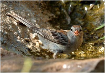 618_227 Field Sparrow.jpg