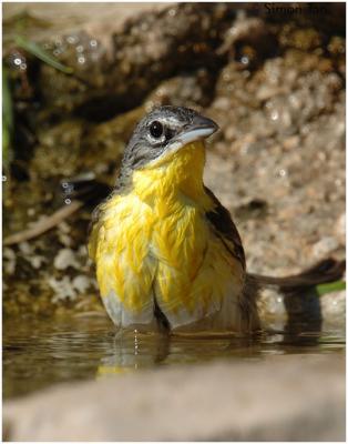 618_233 Yellow-breasted Chat.jpg