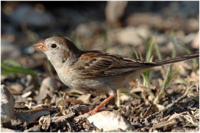 618_251 Field Sparrow.jpg