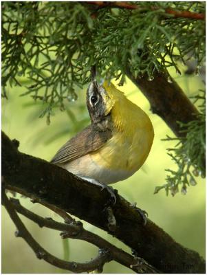 618_255 Yellow-breasted Chat.jpg