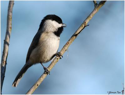 by111_15_Carolina-Chickadee.jpg