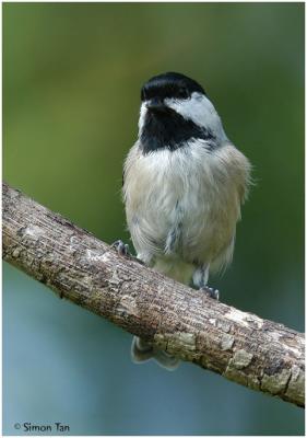 by111_19_Carolina-Chickadee.jpg