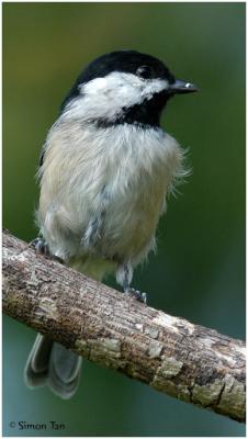 by111_21_Carolina-Chickadee.jpg