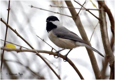 by111_25_Carolina-Chickadee.jpg