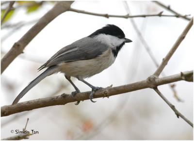 by111_27_Carolina-Chickadee.jpg