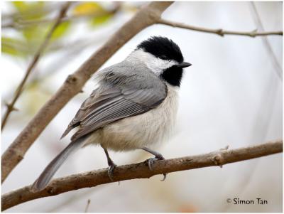 Carolina Chickadee