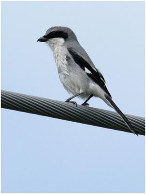 by113_17_LoggerheadShrike.jpg