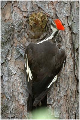 Pileated Woodpecker, Red-bellied Woodpecker, Downy Woodpecker