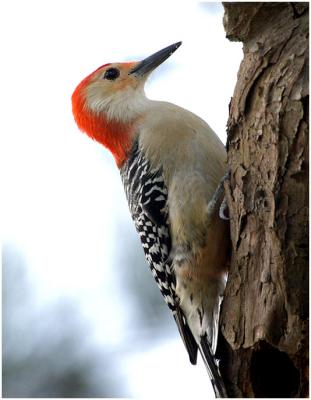 by116_21_Red-bellied-Woodpecker.jpg