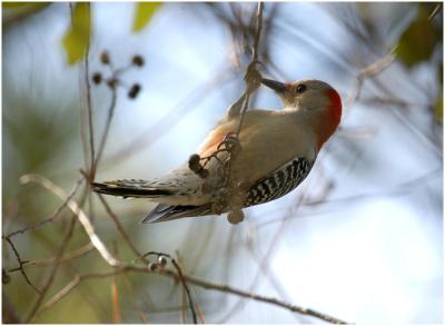 by116_23_Red-bellied-Woodpecker.jpg