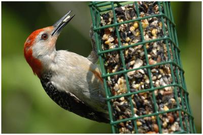 by116_25_Red-bellied-Woodpecker.jpg