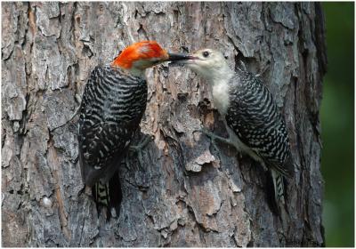 by116_29_Red-bellied-Woodpeckers-feeding.jpg