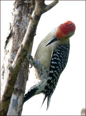by116_31_Red-bellied-Woodpecker.jpg