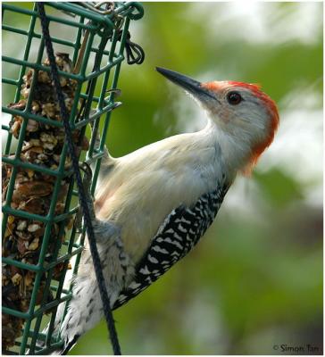 by116_35_Red-bellied-Woodpecker.jpg