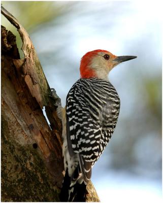 by116_39_Red-bellied-Woodpecker.jpg
