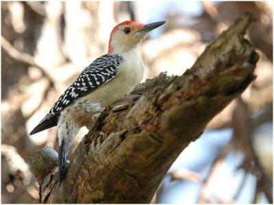 by116_41_Red-bellied-Woodpecker.jpg