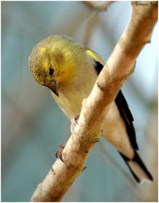 American Goldfinch, House Finch, Siskin