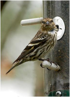 by131_43_Pine-Siskin.jpg