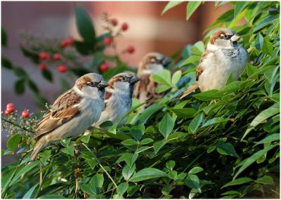 by131_53_House-Sparrows.jpg