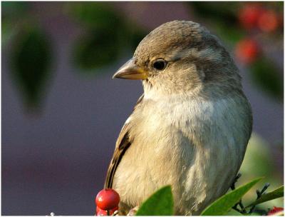 by131_55_House-Sparrow.jpg