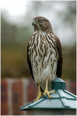 Cooper's Hawk, Red-shouldered Hawk, Red-tailed Hawk