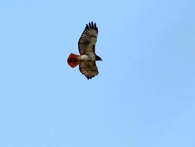Cooper's Hawk, Red-shouldered Hawk, Red-tailed Hawk
