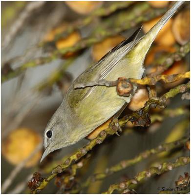 Warblers and Kinglets