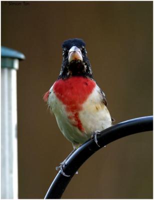 Rose-breasted Grosbeak