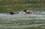 708_21_Red-necked-Grebes.JPG