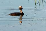 708_26_Horned-Grebe.jpg