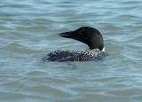 710_0171_CommonLoon.jpg